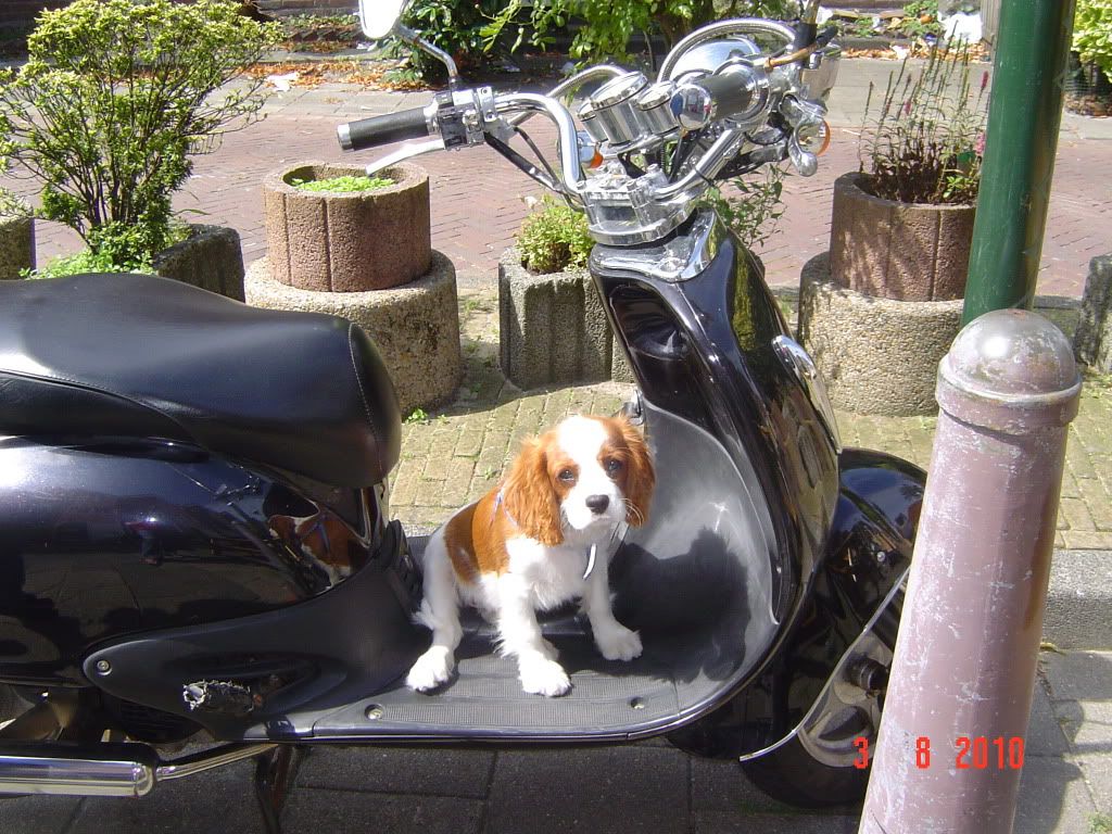 Hond Mee Op Scooter - Pagina 2 | HondenForum